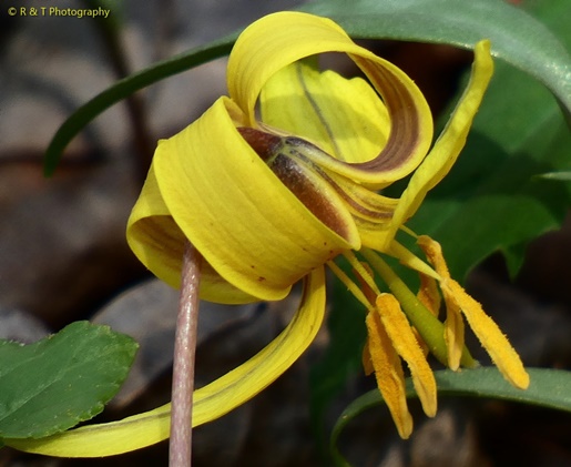 {Erythronium americanum ssp. harperi}